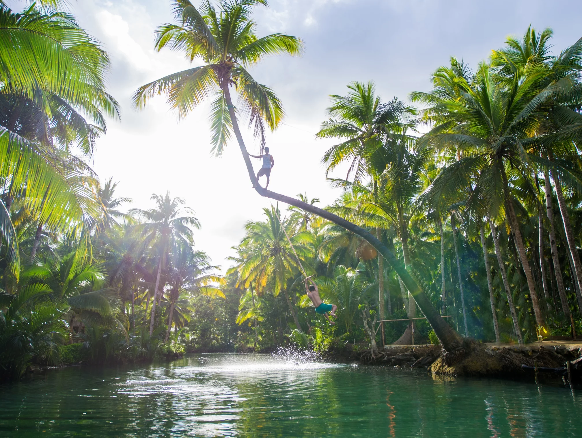 Iconic bent palm tree arching over Maasin River in Siargao
