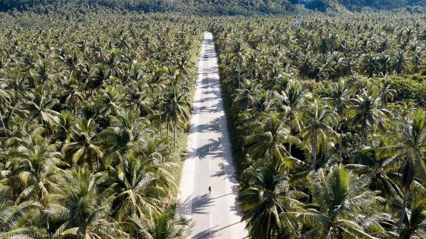 Looking up at perfectly aligned coconut palms from the center of Maasin Palm Tree Road, Siargao