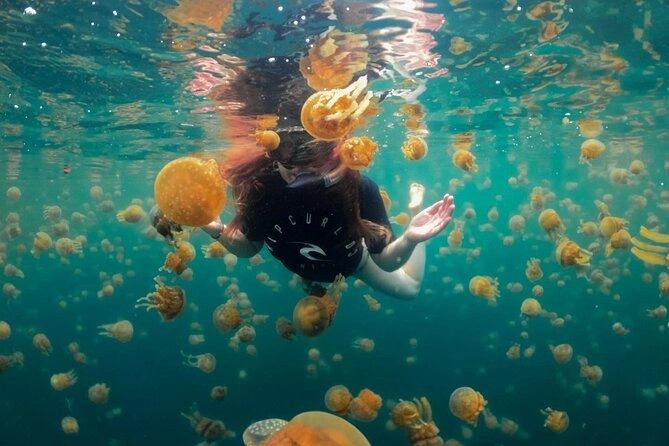 Stingless jellyfish swimming at Tojoman Lagoon jellyfish sanctuary, Sohoton Cove, Siargao, Philippines (peak March–June)